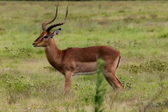 AfricadoSul-1