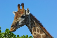 Giraffe @ Schotia Safari