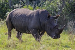 White Rhino @ Schotia Safari