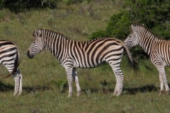 AfricadoSul-13