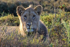 AfricadoSul-15