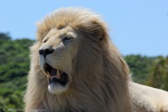 Sea View Lion Park