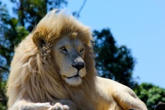 Sea View Lion Park