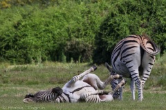 Zebras @ Schotia Safari