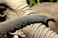 Knysna Elephant Park