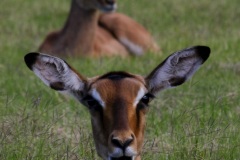 Impalas @ Schotia Safari
