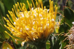 Cape Point