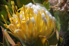 Cape Point