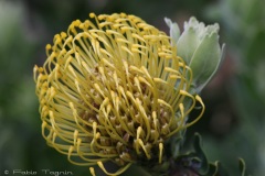 Kirstenbosch National Botanical Garden