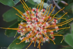 Kirstenbosch National Botanical Garden