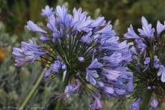 Kirstenbosch National Botanical Garden