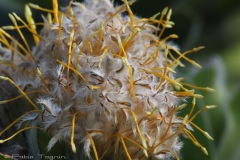 Kirstenbosch National Botanical Garden