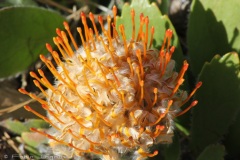 Kirstenbosch National Botanical Garden