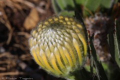 Kirstenbosch National Botanical Garden