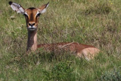AfricadoSul-4