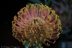 Kirstenbosch National Botanical Garden
