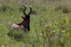 Red Hartebeest @ Schotia Safari