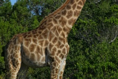 AfricadoSul-6