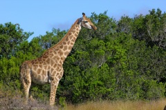 AfricadoSul-7