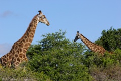 Giraffe @ Schotia Safari