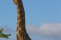Giraffe @ Schotia Safari