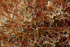 Atacama-20