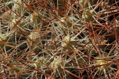 Atacama-21