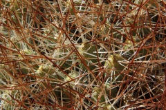 Atacama-22