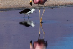 Atacama-23