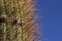 Atacama-26
