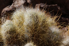 Atacama-28