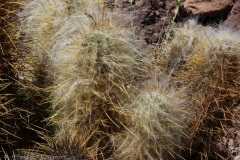 Atacama-29