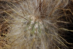 Atacama-30