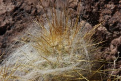 Atacama-31