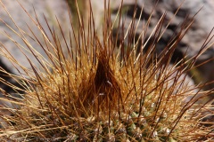 Atacama-32