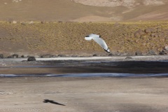 Atacama-37