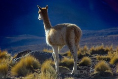 Atacama-39