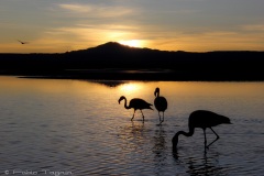 Atacama-46