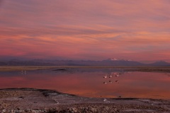 Atacama-48