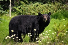 Black Bear no. 2, with kids