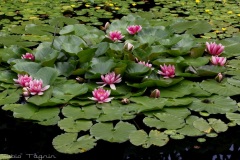 Van Dusen Botanical Garden