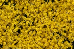 Van Dusen Botanical Garden