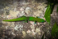 Hawaii-10