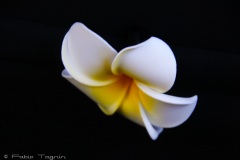 Hawaii-17