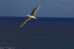 Hawaii-22