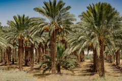 Dead Sea region - dates
