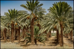 Dead Sea region - dates