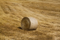 Montalcino-Pienza