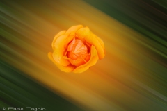 Motion-10