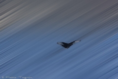 Motion-42
